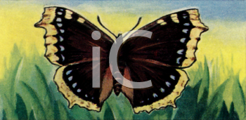 Insect Clipart