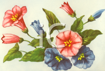 Flower Clipart