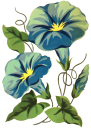 Flower Clipart