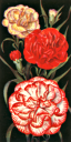 Flower Clipart