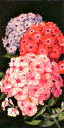 Flower Clipart