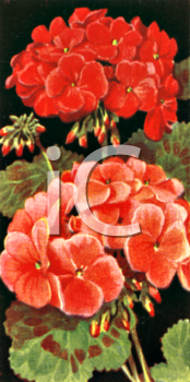 Flower Clipart