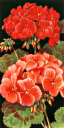 Flower Clipart