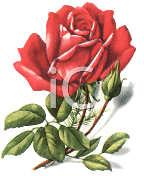Flower Clipart