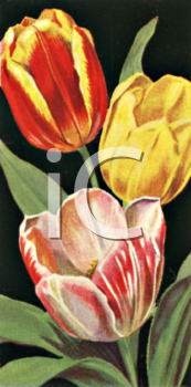 Flower Clipart