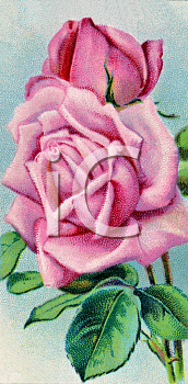 Flower Clipart