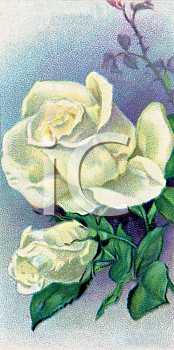 Flower Clipart