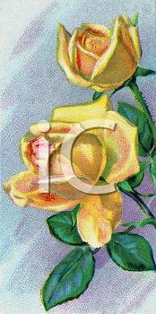 Flower Clipart