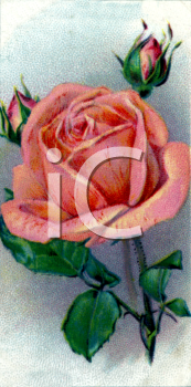 Flower Clipart