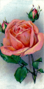 Flower Clipart