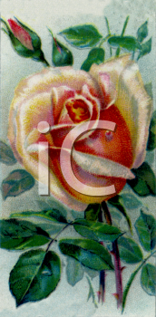 Flower Clipart