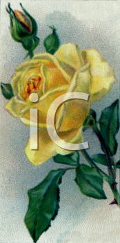 Flower Clipart