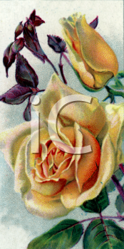 Flower Clipart