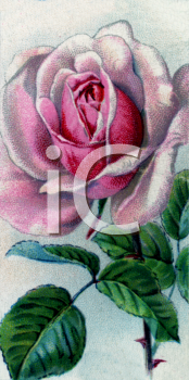 Flower Clipart