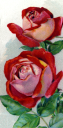 Flower Clipart