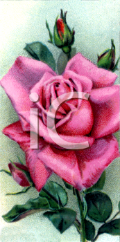 Flower Clipart
