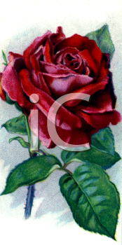 Flower Clipart