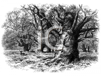 Nature and Scenic Clipart