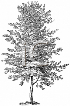 Nature and Scenic Clipart