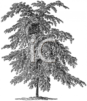 Nature and Scenic Clipart