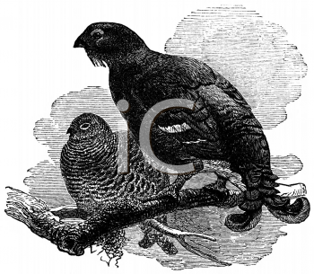 Bird Clipart