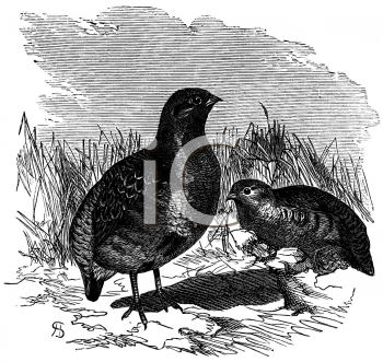 Grass and Tree Clipart