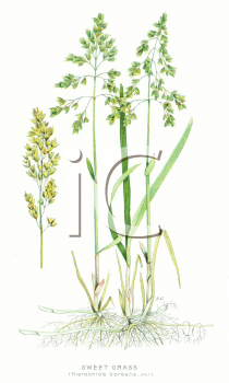 Grass and Tree Clipart