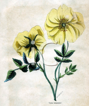 Flower Clipart