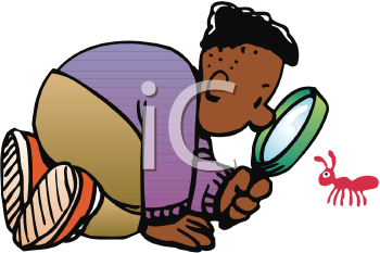 Insect Clipart