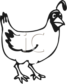 Bird Clipart