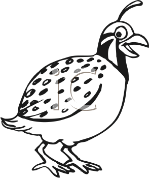 Bird Clipart