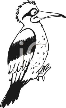 Bird Clipart