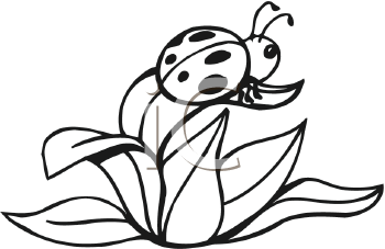 Insect Clipart