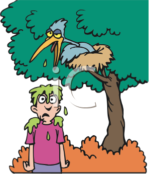 Bird Clipart