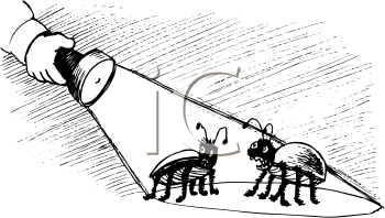 Insect Clipart