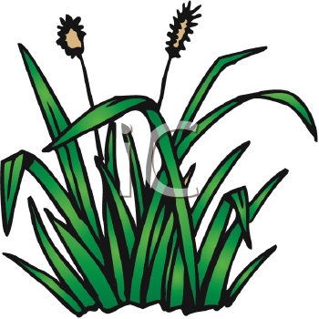 Plant Clipart