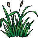 Plant Clipart