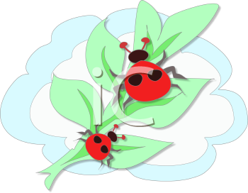 Beetle Clipart