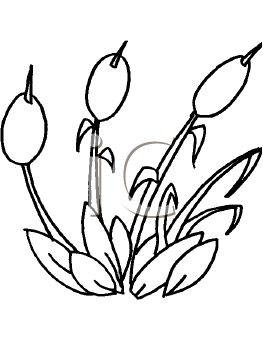 Plant Clipart