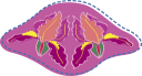 Flower Clipart