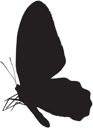 Insect Clipart