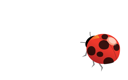 Beetle Clipart