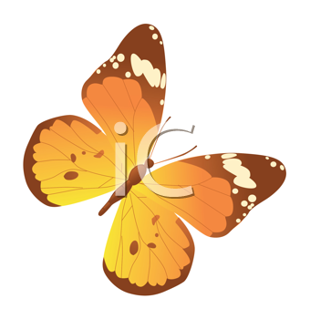 Insect Clipart