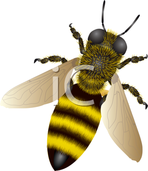 Insect Clipart
