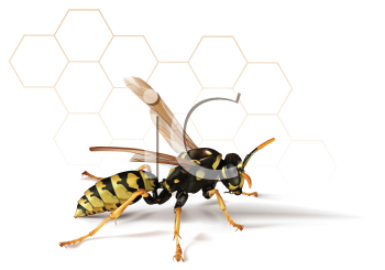 Insect Clipart