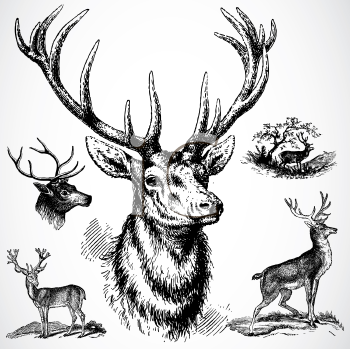 Deer Clipart
