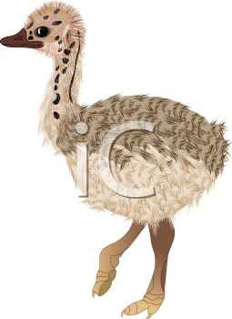 Bird Clipart