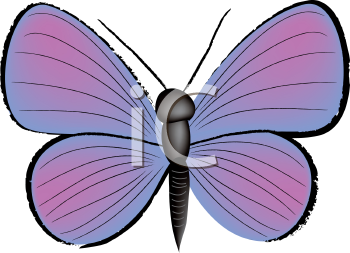 Insect Clipart