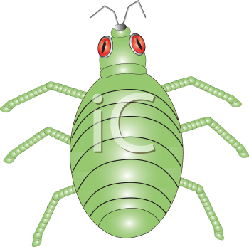 Beetle Clipart