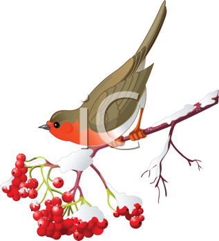 Bird Clipart